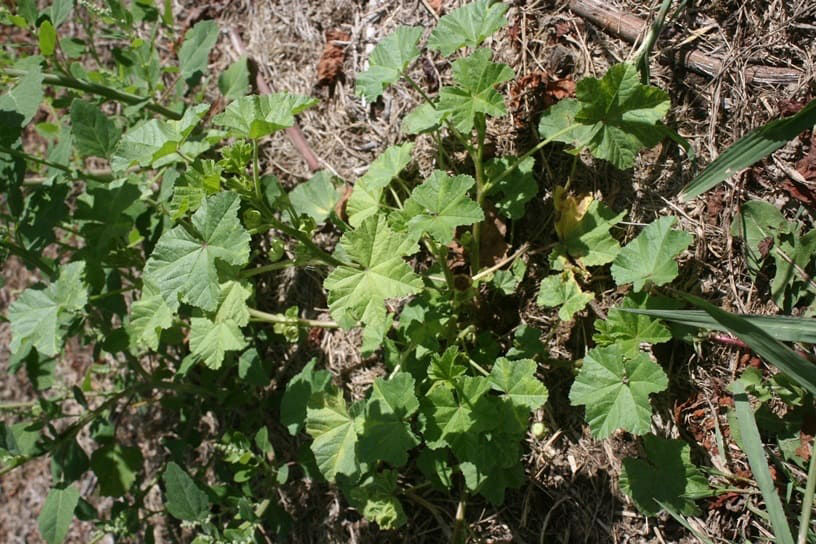 Mallow Large Flowered